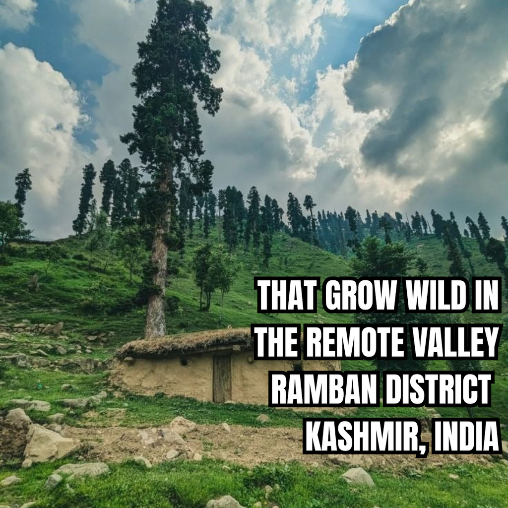 Farmónk Kashmir Acacia Honey — Liquid Gold from the Himalayas